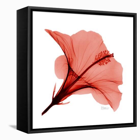 Red Hibiscus-Albert Koetsier-Framed Stretched Canvas