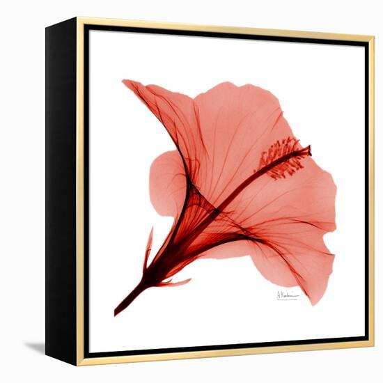 Red Hibiscus-Albert Koetsier-Framed Stretched Canvas