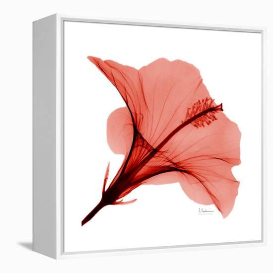 Red Hibiscus-Albert Koetsier-Framed Stretched Canvas