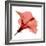 Red Hibiscus-Albert Koetsier-Framed Premium Giclee Print