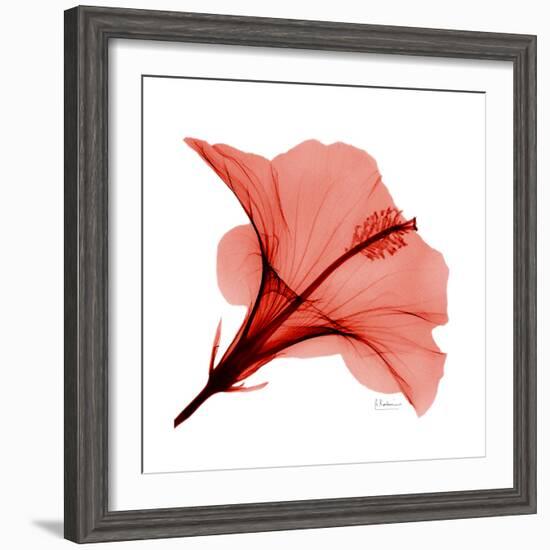 Red Hibiscus-Albert Koetsier-Framed Premium Giclee Print