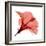 Red Hibiscus-Albert Koetsier-Framed Premium Giclee Print