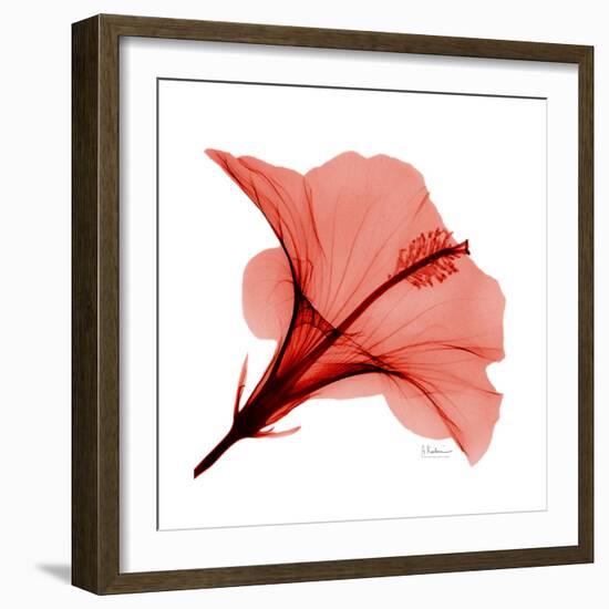 Red Hibiscus-Albert Koetsier-Framed Premium Giclee Print