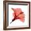 Red Hibiscus-Albert Koetsier-Framed Premium Giclee Print