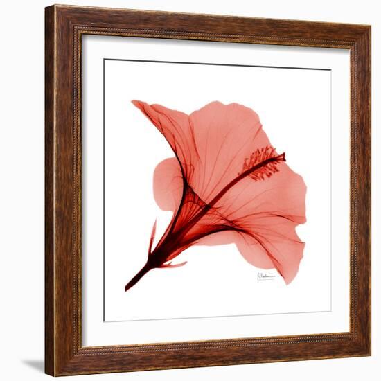 Red Hibiscus-Albert Koetsier-Framed Premium Giclee Print