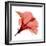 Red Hibiscus-Albert Koetsier-Framed Premium Giclee Print