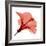 Red Hibiscus-Albert Koetsier-Framed Premium Giclee Print