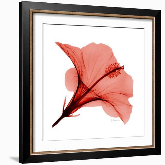 Red Hibiscus-Albert Koetsier-Framed Premium Giclee Print