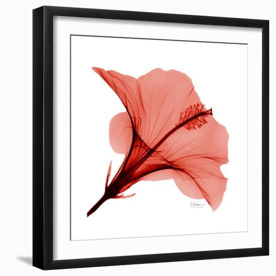 Red Hibiscus-Albert Koetsier-Framed Premium Giclee Print