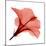 Red Hibiscus-Albert Koetsier-Mounted Premium Giclee Print
