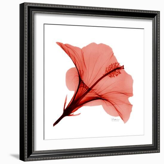 Red Hibiscus-Albert Koetsier-Framed Premium Giclee Print