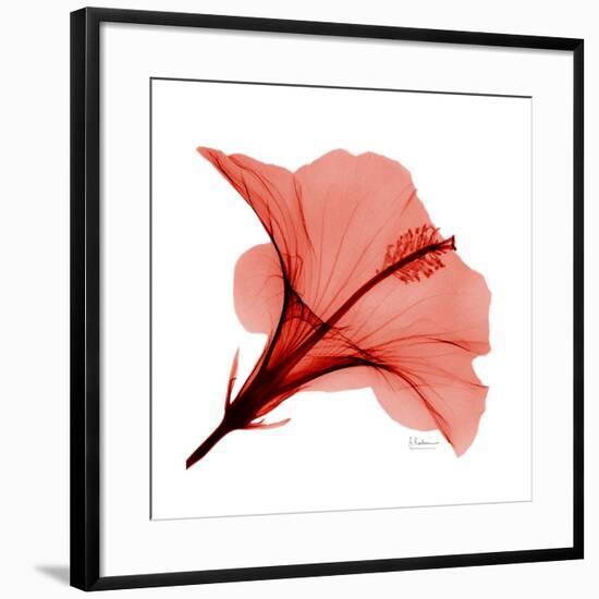 Red Hibiscus-Albert Koetsier-Framed Premium Giclee Print