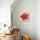 Red Hibiscus-Patricia Pinto-Art Print displayed on a wall