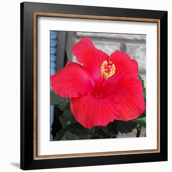 Red Hibiscus-Ruth Palmer-Framed Art Print