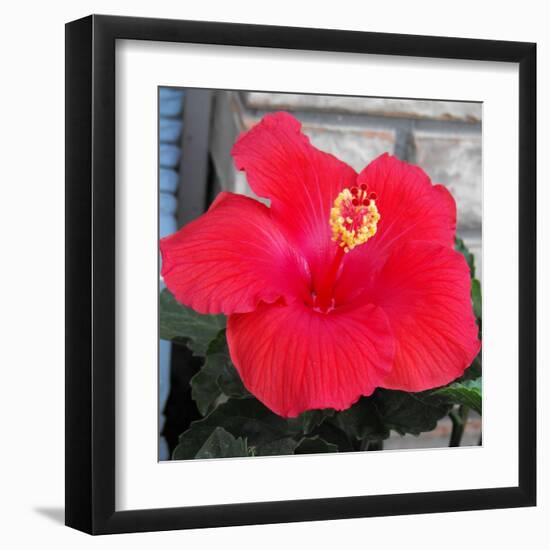 Red Hibiscus-Ruth Palmer-Framed Art Print