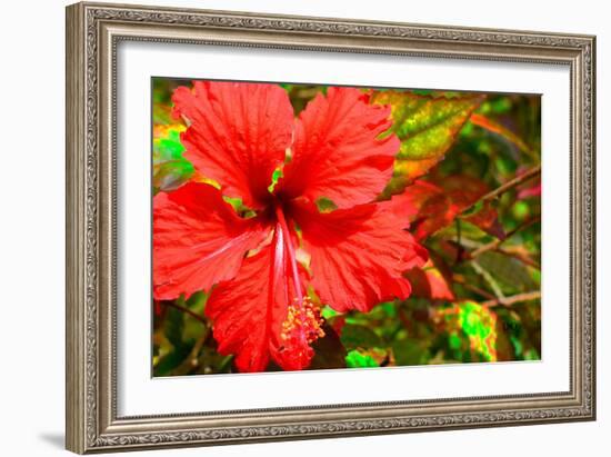 Red Hibiscus-Don Spears-Framed Art Print