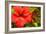 Red Hibiscus-Don Spears-Framed Art Print