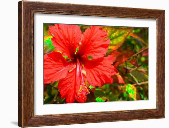 Red Hibiscus-Don Spears-Framed Art Print