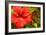 Red Hibiscus-Don Spears-Framed Art Print