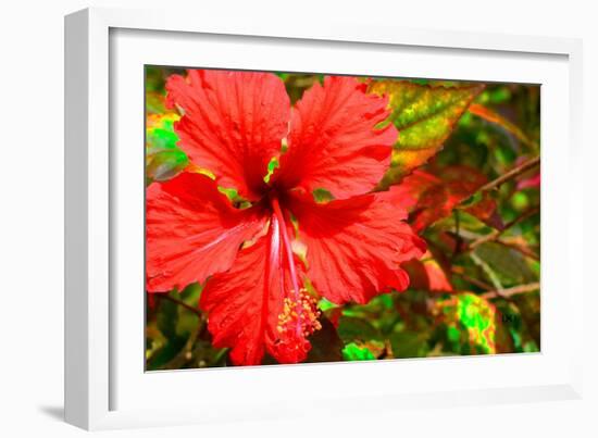 Red Hibiscus-Don Spears-Framed Art Print