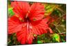 Red Hibiscus-Don Spears-Mounted Art Print