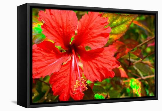 Red Hibiscus-Don Spears-Framed Stretched Canvas