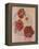 Red Hibiscus-Judy Mastrangelo-Framed Premier Image Canvas