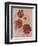 Red Hibiscus-Judy Mastrangelo-Framed Giclee Print