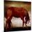 Red Horse I-Elizabeth Medley-Mounted Photographic Print