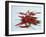 Red Hot Chillies on a White Sheet-Charcrit Boonsom-Framed Photographic Print