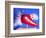 Red Hot Pepper-Alan Sailer-Framed Photographic Print