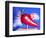 Red Hot Pepper-Alan Sailer-Framed Photographic Print