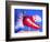 Red Hot Pepper-Alan Sailer-Framed Photographic Print