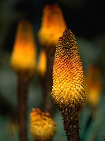 'Red Hot Poker Plant from the Sanetti Plateau, Bale Mountains National ...