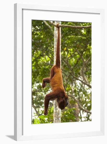 Red Howler Monkey (Alouatta Seniculus) Hanging by Prehensile Tail-Mark Bowler-Framed Photographic Print