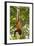 Red Howler Monkey (Alouatta Seniculus) Hanging by Prehensile Tail-Mark Bowler-Framed Photographic Print