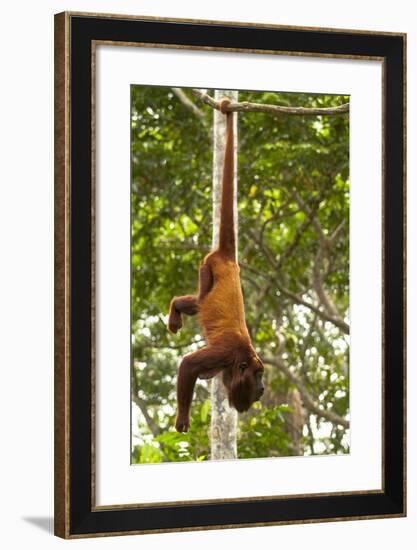 Red Howler Monkey (Alouatta Seniculus) Hanging by Prehensile Tail-Mark Bowler-Framed Photographic Print