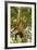 Red Howler Monkey (Alouatta Seniculus) Hanging by Prehensile Tail-Mark Bowler-Framed Photographic Print