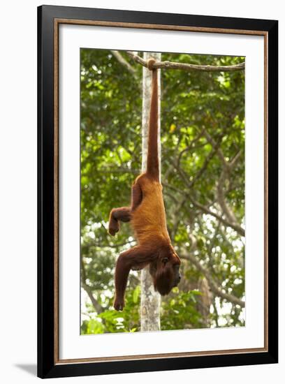 Red Howler Monkey (Alouatta Seniculus) Hanging by Prehensile Tail-Mark Bowler-Framed Photographic Print