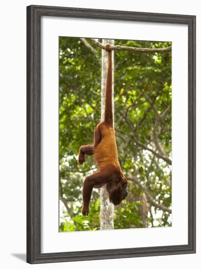 Red Howler Monkey (Alouatta Seniculus) Hanging by Prehensile Tail-Mark Bowler-Framed Photographic Print