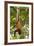 Red Howler Monkey (Alouatta Seniculus) Hanging by Prehensile Tail-Mark Bowler-Framed Photographic Print