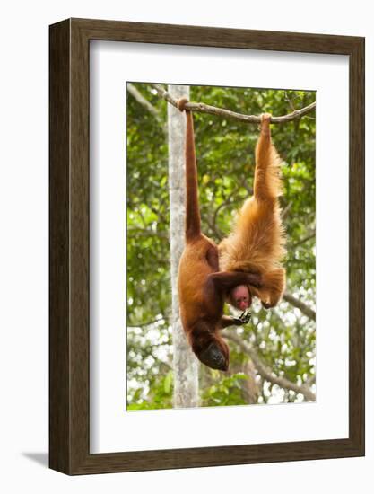 Red Howler Monkey (Alouatta Seniculus) With Peruvian Red Uakari Monkey (Cacajao Calvus Ucayalii)-Mark Bowler-Framed Photographic Print