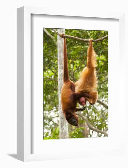 Red Howler Monkey (Alouatta Seniculus) With Peruvian Red Uakari Monkey (Cacajao Calvus Ucayalii)-Mark Bowler-Framed Photographic Print