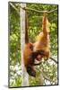 Red Howler Monkey (Alouatta Seniculus) With Peruvian Red Uakari Monkey (Cacajao Calvus Ucayalii)-Mark Bowler-Mounted Photographic Print