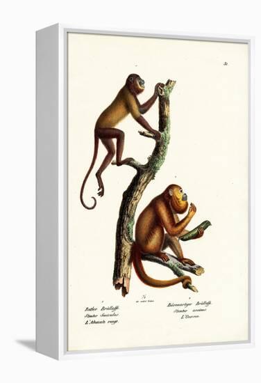 Red Howler Monkeys, 1824-Karl Joseph Brodtmann-Framed Premier Image Canvas