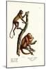 Red Howler Monkeys, 1824-Karl Joseph Brodtmann-Mounted Giclee Print