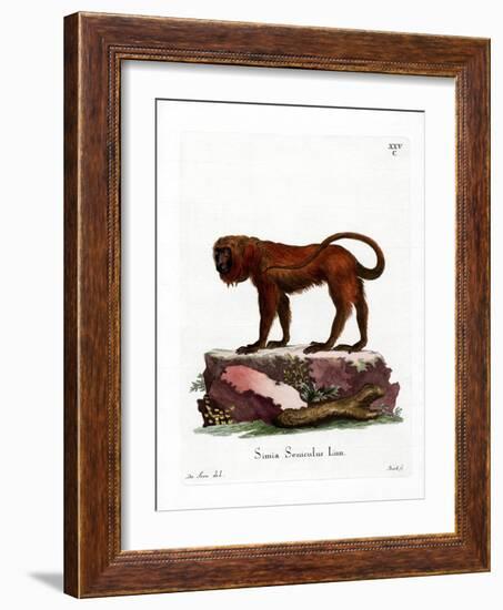 Red Howler-null-Framed Giclee Print