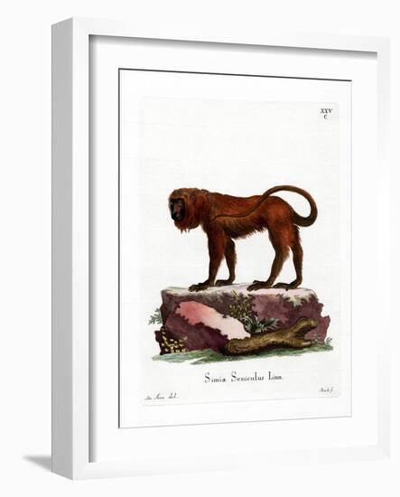 Red Howler-null-Framed Giclee Print