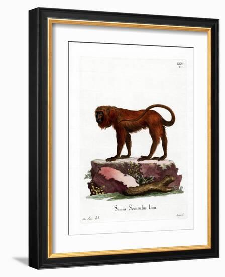 Red Howler-null-Framed Giclee Print