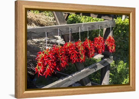 Red Hungarian Hot Chili Locally known as Paprika, Kalocsa, Hungary-Martin Zwick-Framed Premier Image Canvas